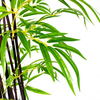 天佛盆竹 天佛盆竹